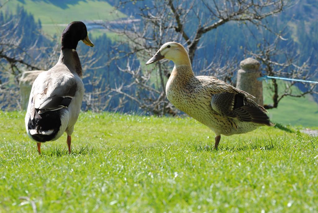 Siedlerhof *