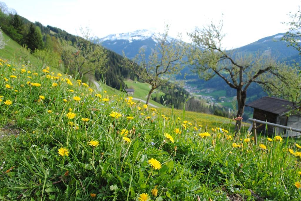 Siedlerhof Appartement *